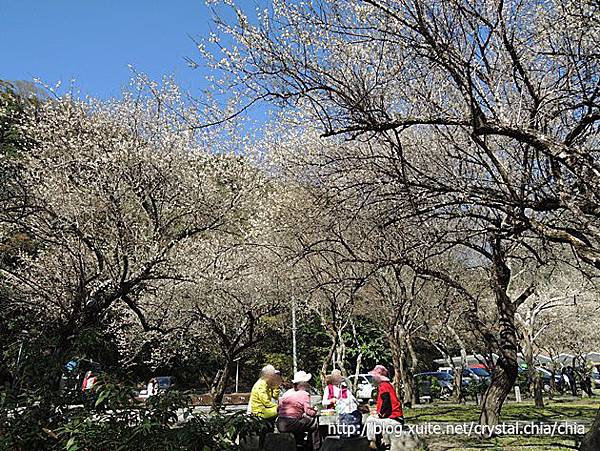 天祥梅園2014 (1)