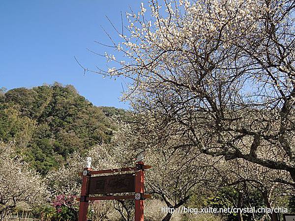 天祥梅園2014 (2)