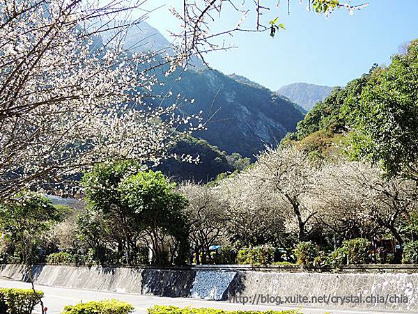 天祥梅園2014 (4)