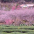 武陵櫻花 (1).JPG