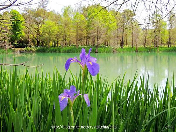 鳶尾花雲山水 (10).jpg