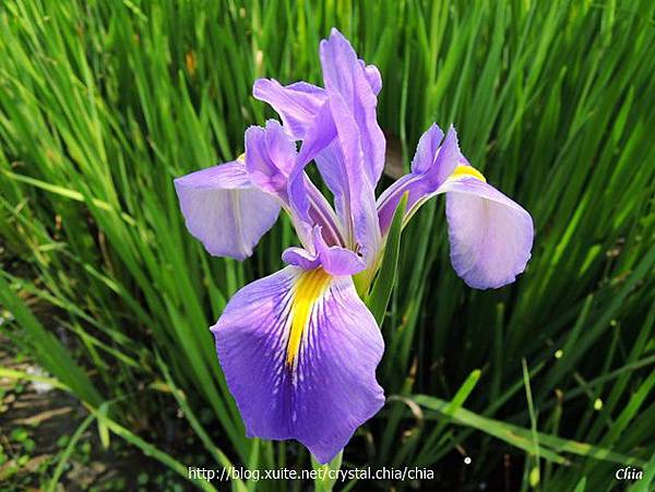 鳶尾花雲山水 (13).jpg