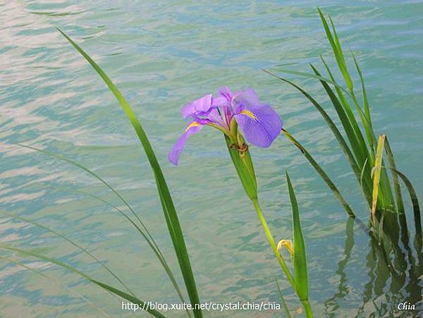 鳶尾花雲山水 (27).jpg