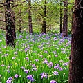 雲山水鳶尾花 (2)