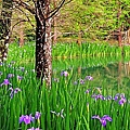 雲山水鳶尾花 (4)