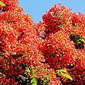 亞泥鳳凰木 (14)