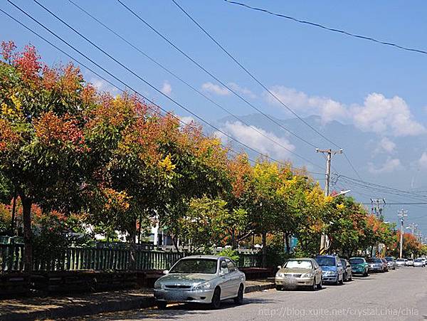 花蓮秋天欒樹 (6).JPG