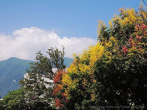 花蓮秋天欒樹 (11).JPG