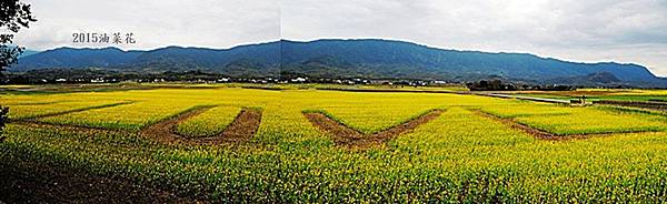 池上油菜花0116