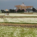 富里花海2016.JPG