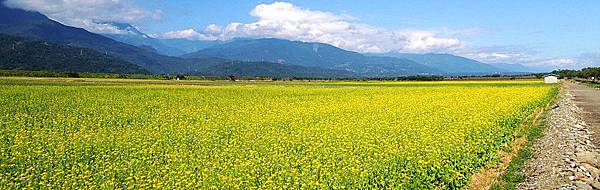 193坪頂部落油菜花海.JPG