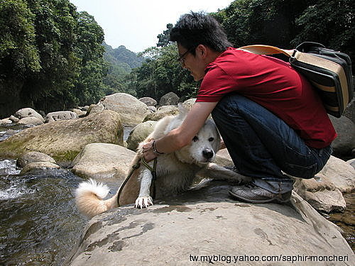 品種犬5