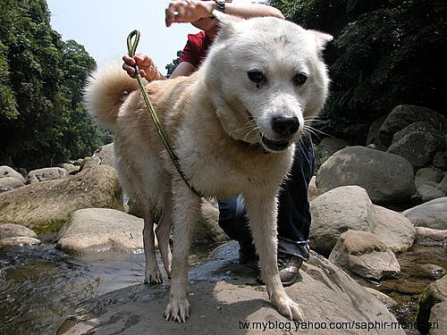 品種犬6