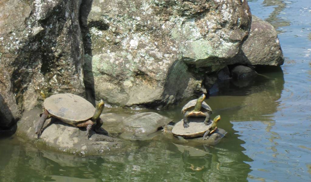 烏龜疊羅漢 烏龜疊羅漢
