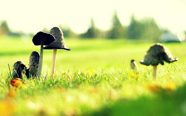 mushroom-grass-field-sunshine-summer-day-wide-hd-wallpaper