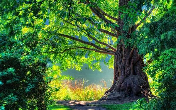 big-old-tree-patches-of-light-nature-wide-hd-wallpaper