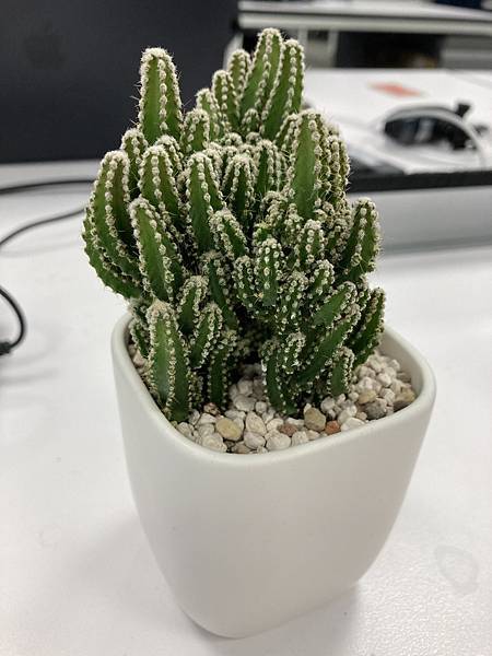 【雨季仙人掌】-31 【雨季仙人掌】-31