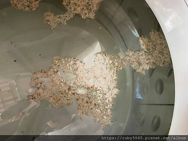 淨毒五郎_210121_14.jpg 淨毒五郎_210121_14.jpg