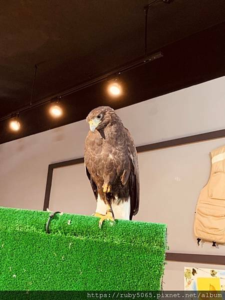 小小訓鷹師_210418_14.jpg 小小訓鷹師_210418_14.jpg