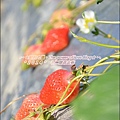 草莓13.jpg