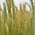 小麥3.jpg