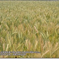 小麥18.jpg