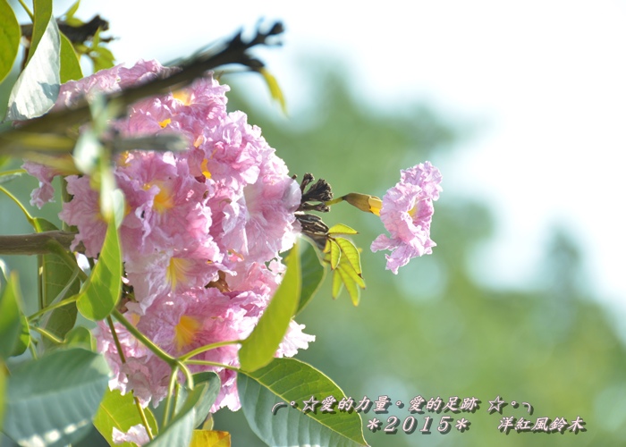 花1.jpg 花1.jpg