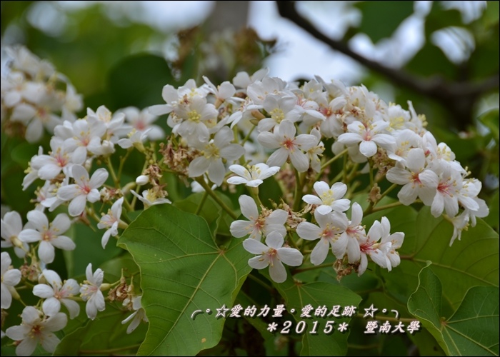 油桐1.jpg 油桐1.jpg