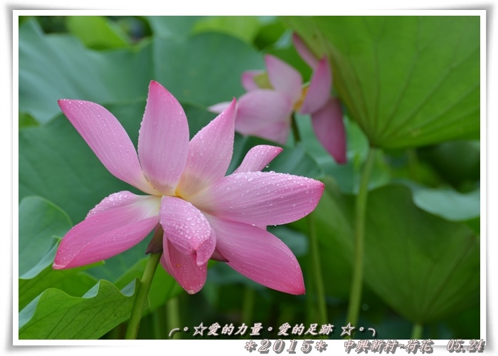 荷花1.jpg 荷花1.jpg