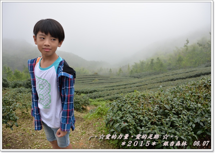 銀杏1.jpg 銀杏1.jpg