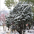 雪18.jpg