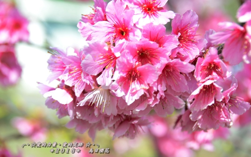 櫻花1.jpg 櫻花1.jpg