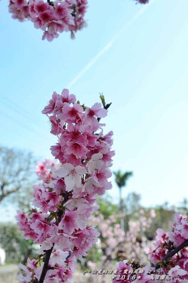 櫻花2.jpg 櫻花2.jpg