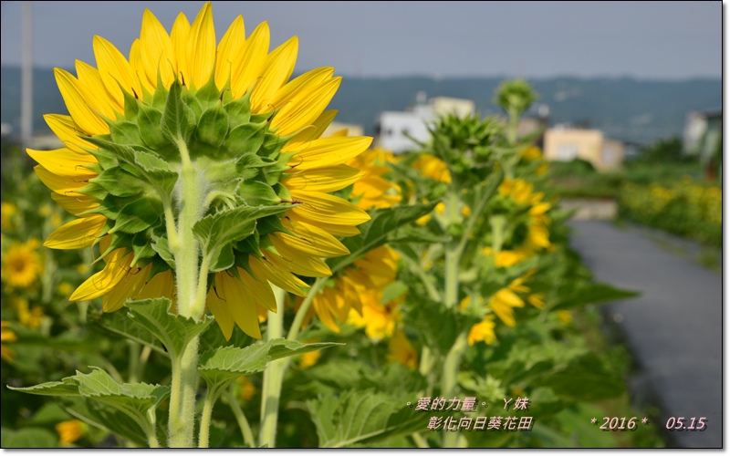 彰化6.jpg 彰化6.jpg