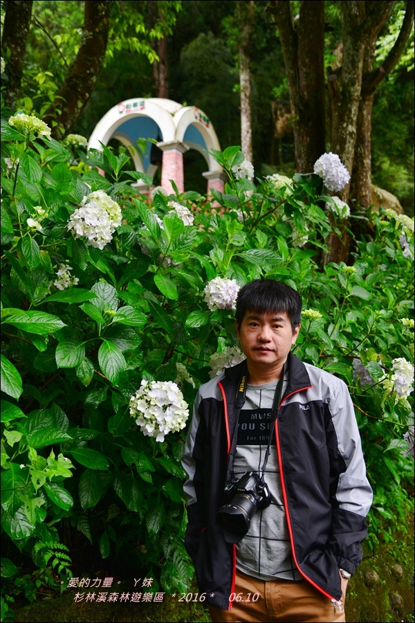 杉林1.jpg 杉林1.jpg