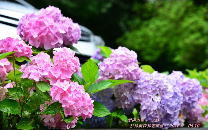 杉林5.jpg 杉林5.jpg