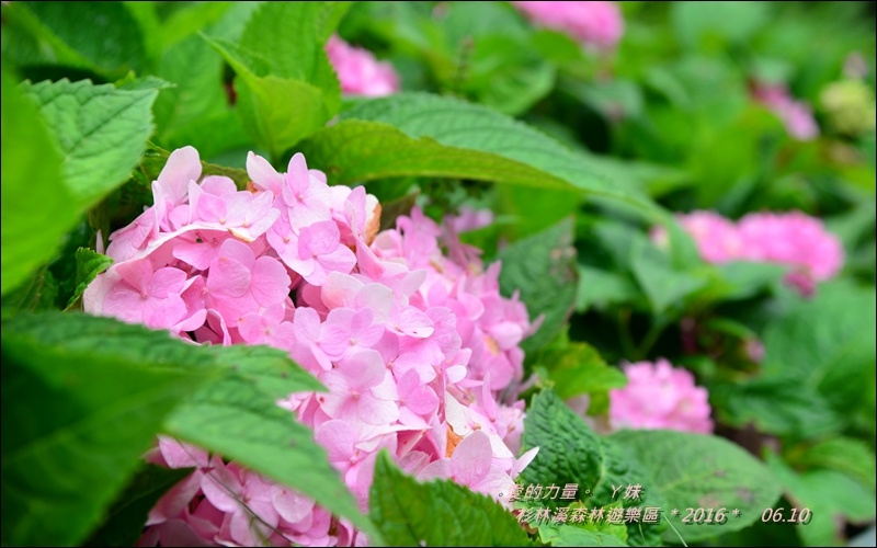 杉林10.jpg 杉林10.jpg