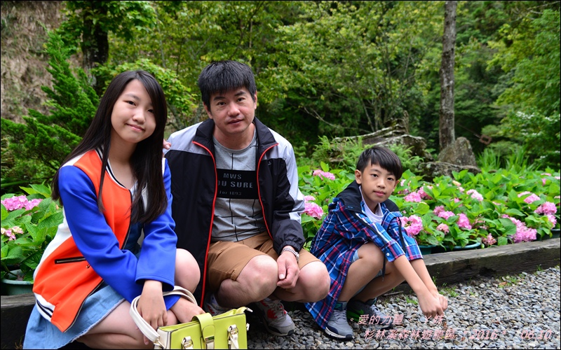 杉林7.jpg 杉林7.jpg