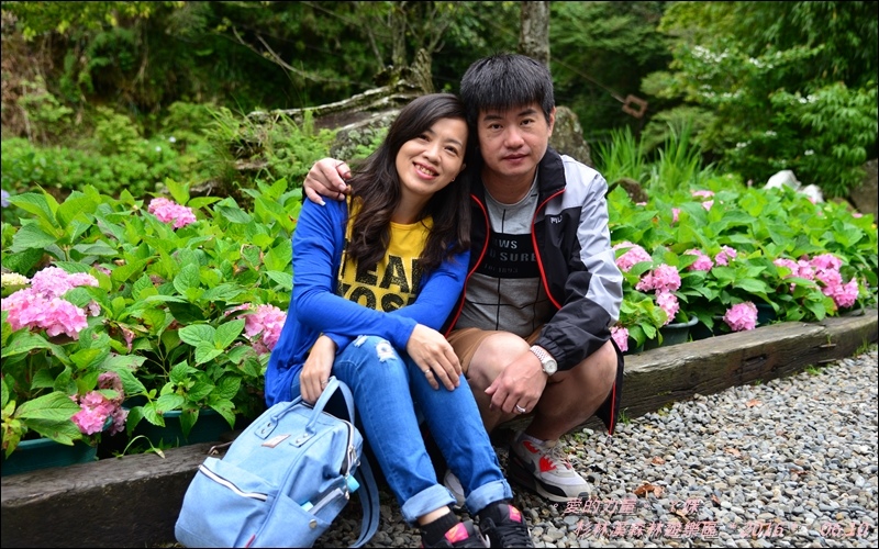 杉林9.jpg 杉林9.jpg