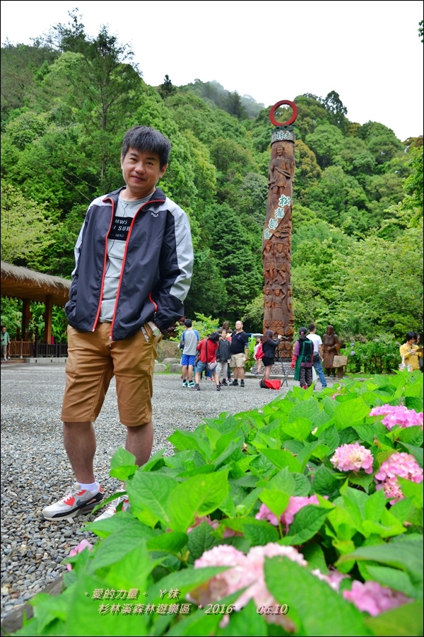 杉林12.jpg 杉林12.jpg