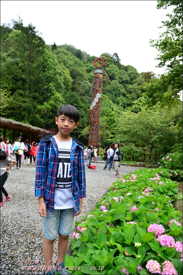 杉林15.jpg 杉林15.jpg