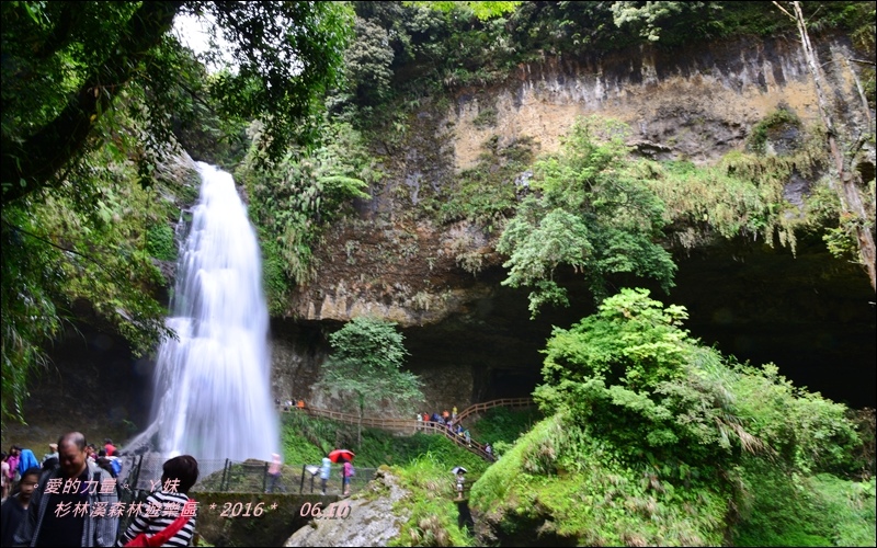 杉林20.jpg 杉林20.jpg