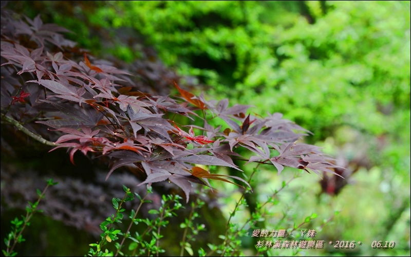 杉林25.jpg 杉林25.jpg