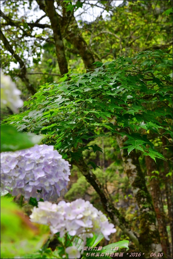 杉林23.jpg 杉林23.jpg