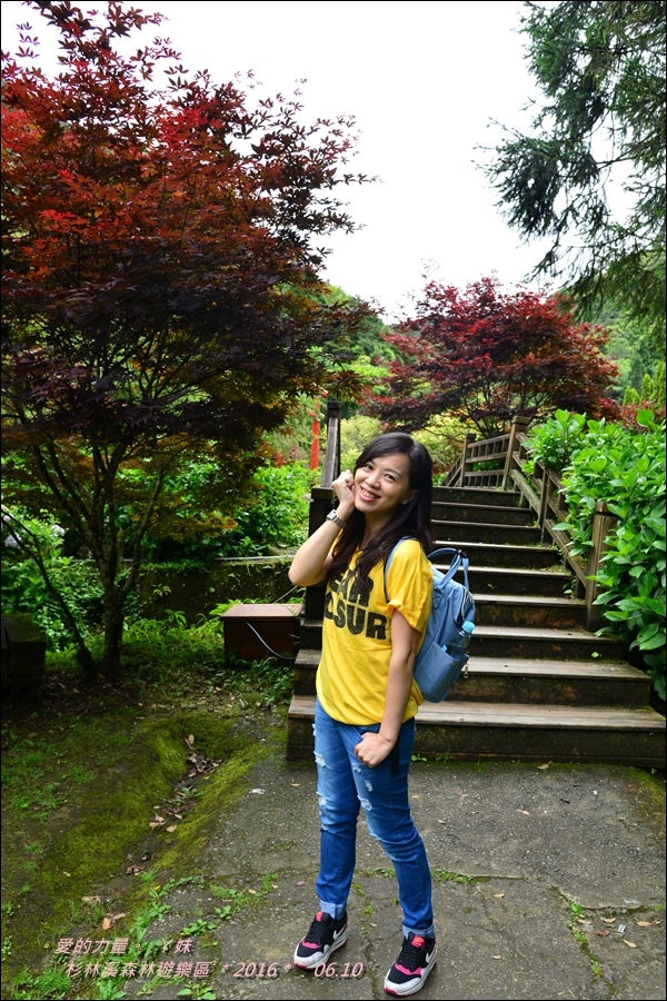 杉林28.jpg 杉林28.jpg