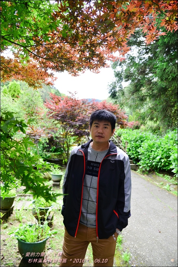 杉林31.jpg 杉林31.jpg