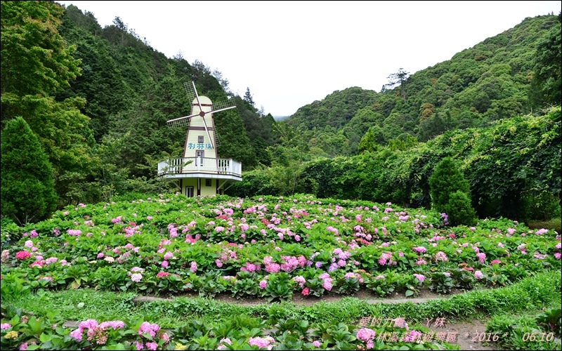 杉林34.jpg 杉林34.jpg