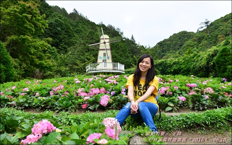 杉林37.jpg 杉林37.jpg