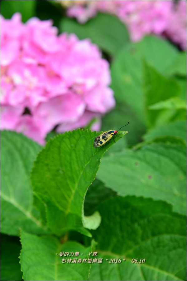 杉林42.jpg 杉林42.jpg