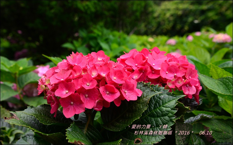 杉林41.jpg 杉林41.jpg